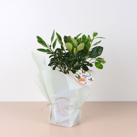 Цитрусове дерево в горшку, S