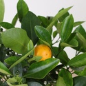 Цитрусовое дерево в горшке, S
