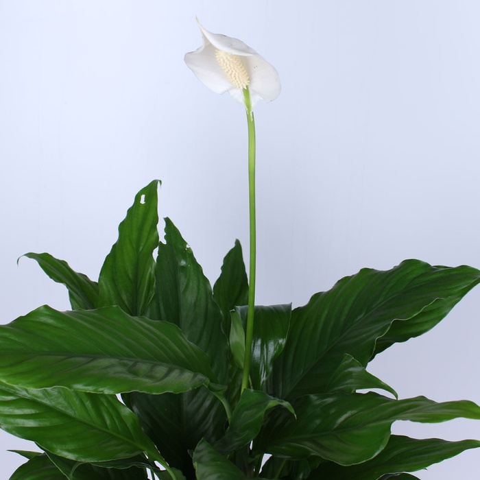 Спатифілум в горшку