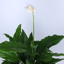 Спатифілум в горшку