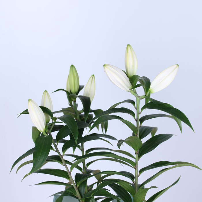 Лілія в горщику