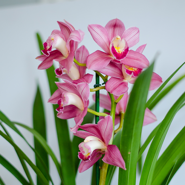 Цимбідіум у горщику