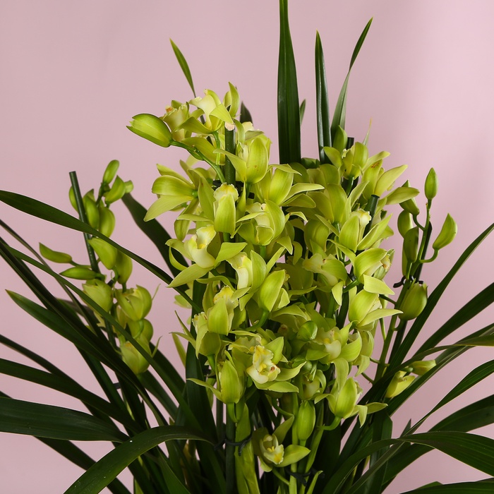 Цимбідіум у горщику