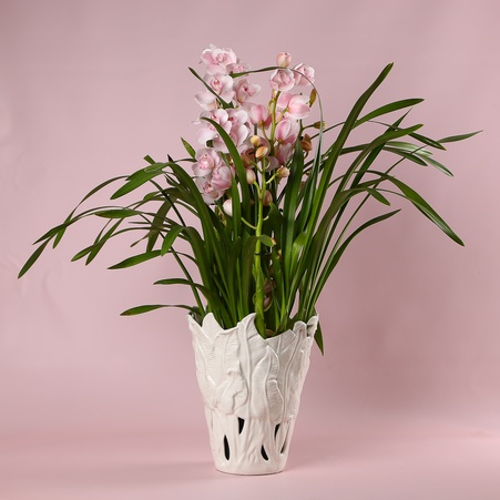 Цимбидиум в горшке