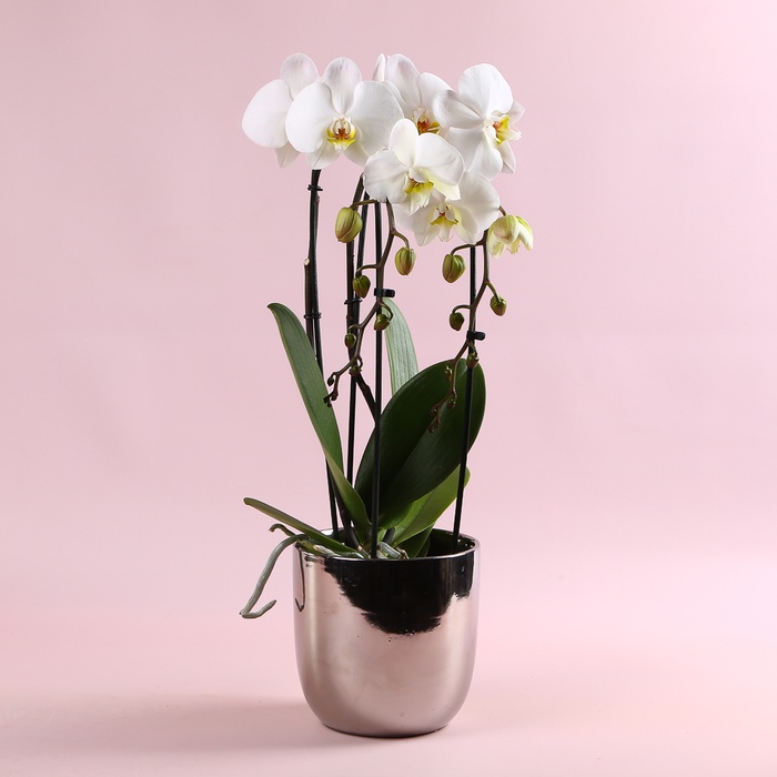 Орхідея Каскад у горщику