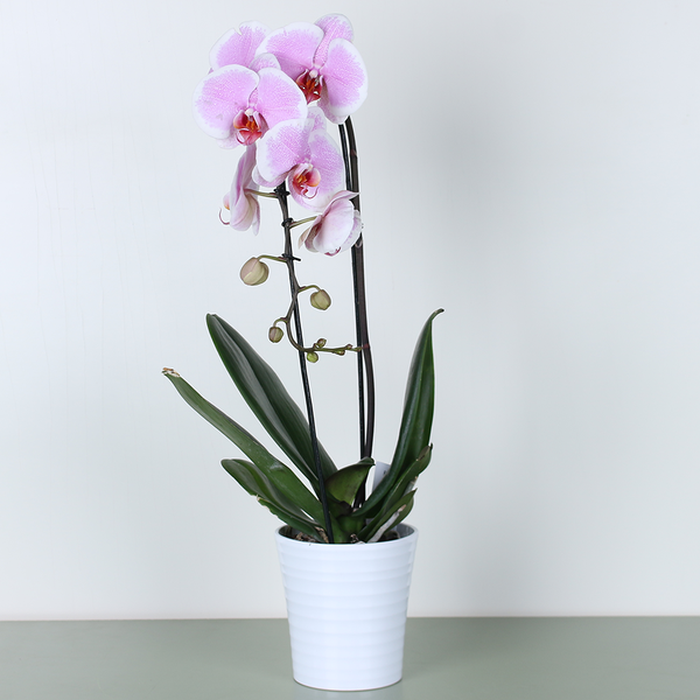 Орхідея Каскад у горщику