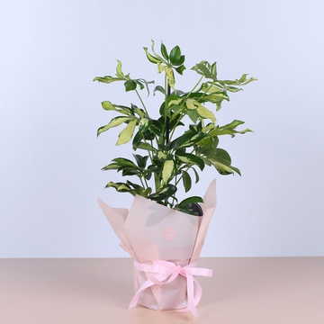 Шефлера в горшке