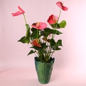 Антуріум у горщику, рожевий
