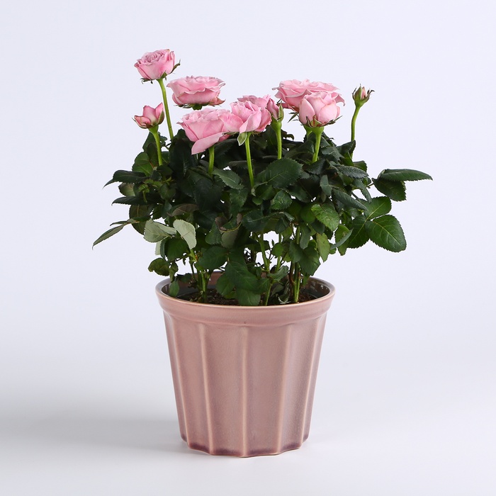 Троянда мікс у горщику