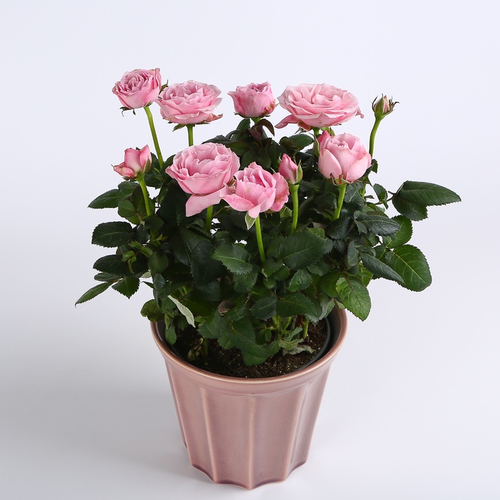 Троянда мікс у горщику