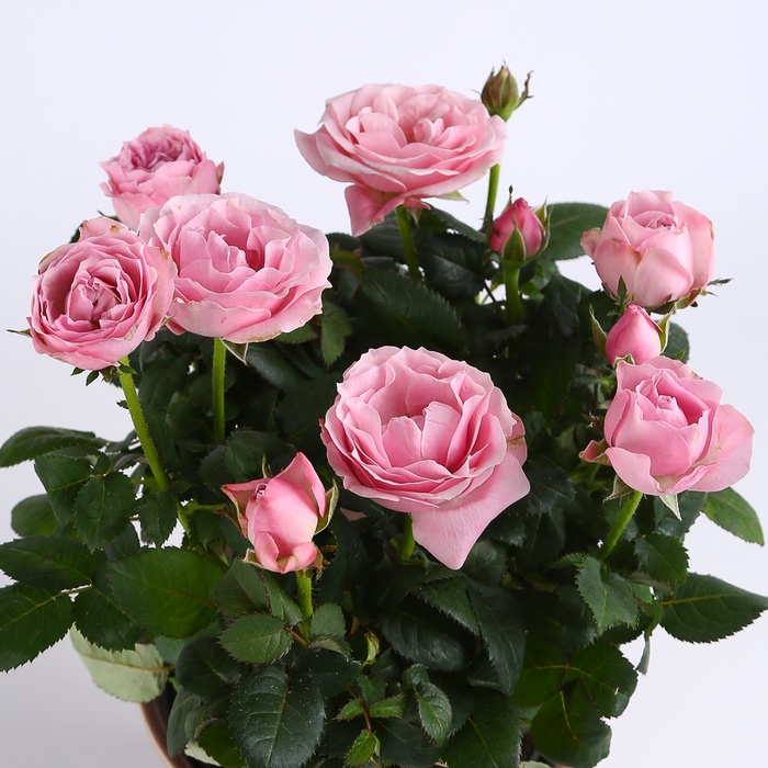 Троянда мікс у горщику