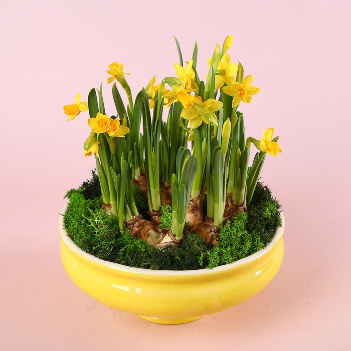 Нарцис у кашпо