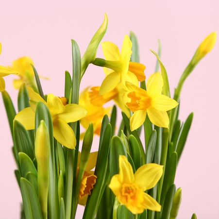 Нарцис у кашпо