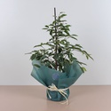 Фікус Бенджаміна Голден Кінг у горщику, S