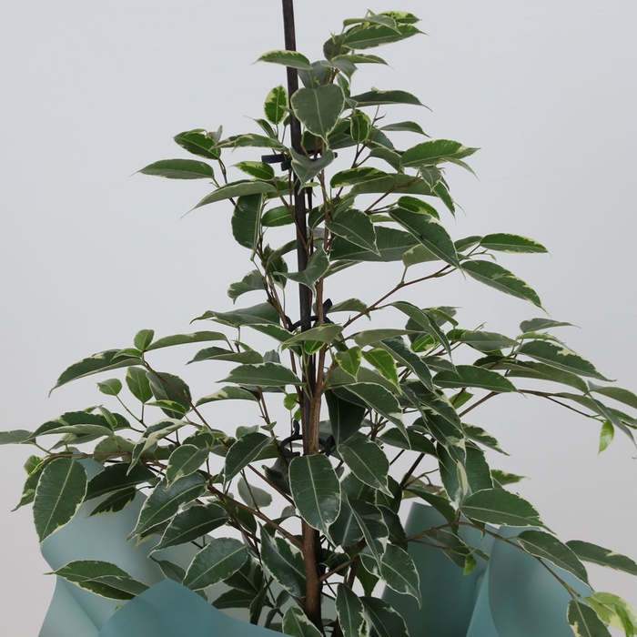 Фікус Бенджаміна Голден Кінг у горщику, S