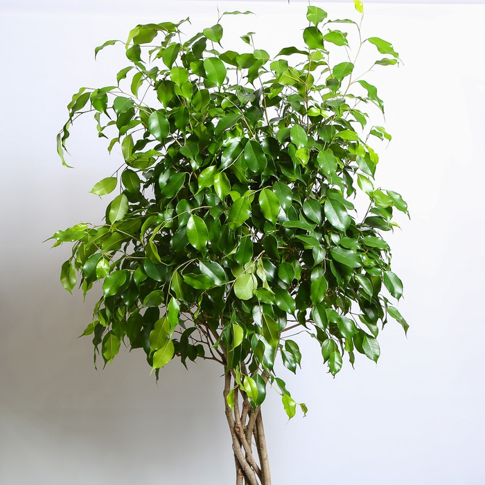 Фікус Бенджаміна у горщику