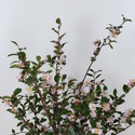 Камелія Fairy Blush у горщику