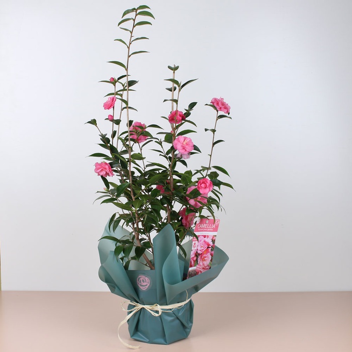Камелия Spring Festival в горшке