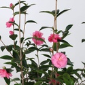 Камелия Spring Festival в горшке