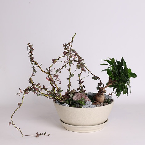 Высадка из растений микс в керамическом кашпо