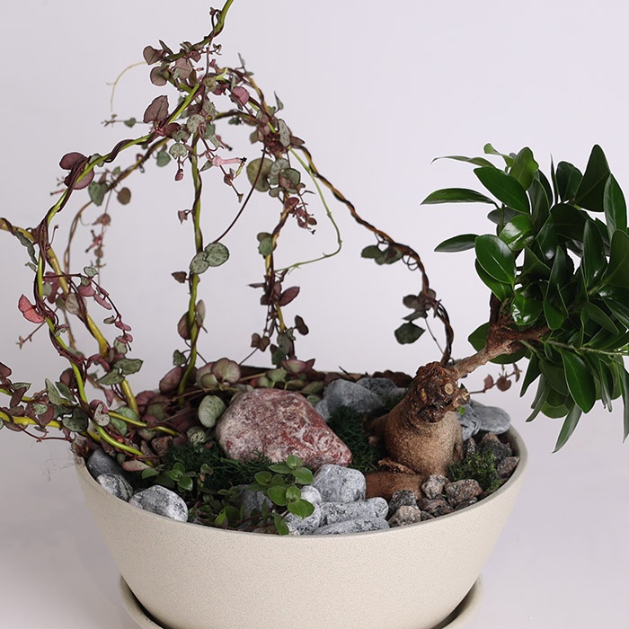 Висадка з рослин мікс у керамічному кашпо