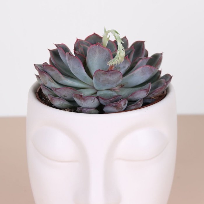 Сукулент мікс в кашпо, L