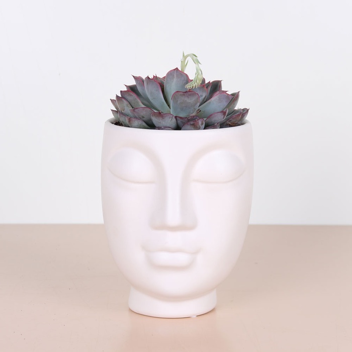 Сукулент мікс в кашпо, L