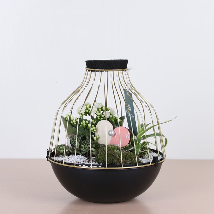 Композиція з рослинами "Золота клітка"