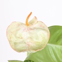 Антуріум у горщику, XS