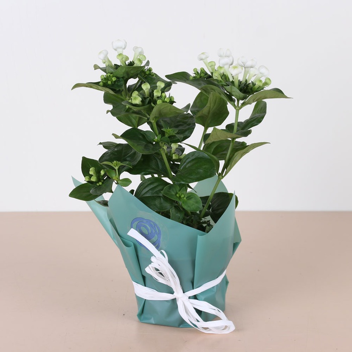 Бовардія в горщику