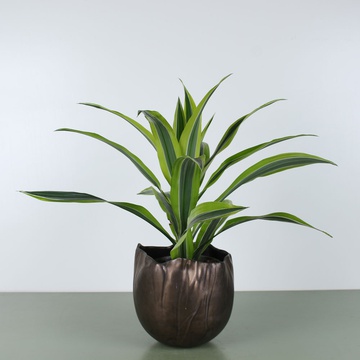 Драцена Лимон Лайм в горшке