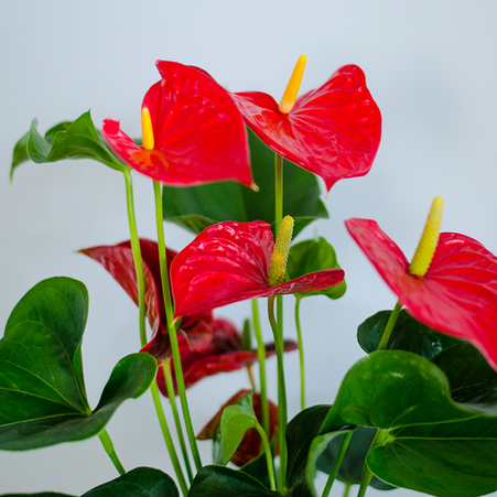 Антуриум в горшке, микс