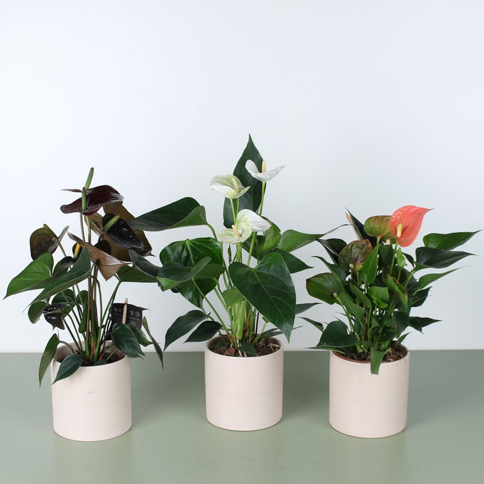 Антуріум у горщику, мікс