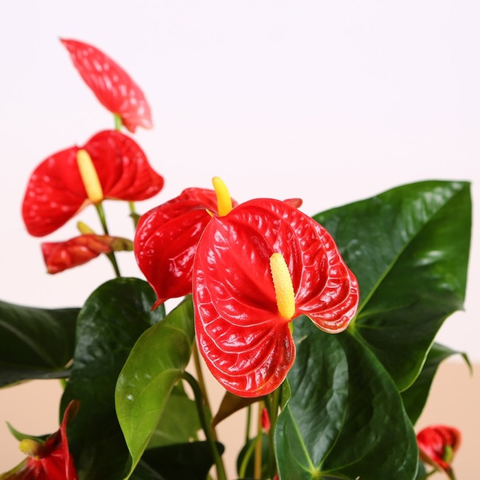 Антуріум у горщику, мікс