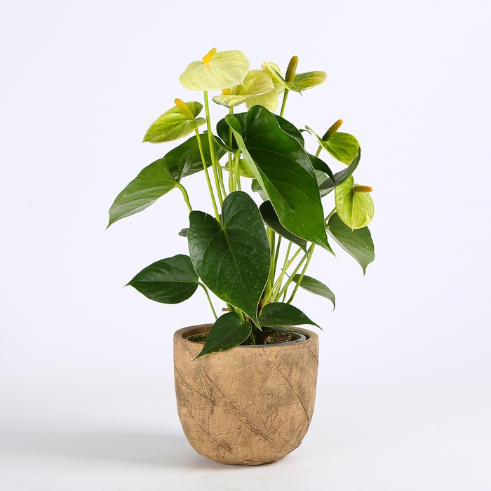 Антуріум у горщику, мікс