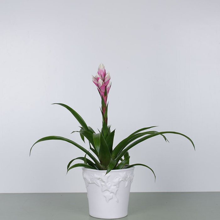 Гузманія Кенді в горщику