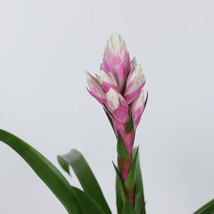 Гузманія Кенді в горщику