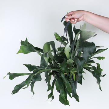 Платіцеріум у горщику