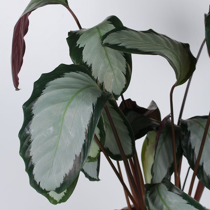 Калатея мікс у горщику