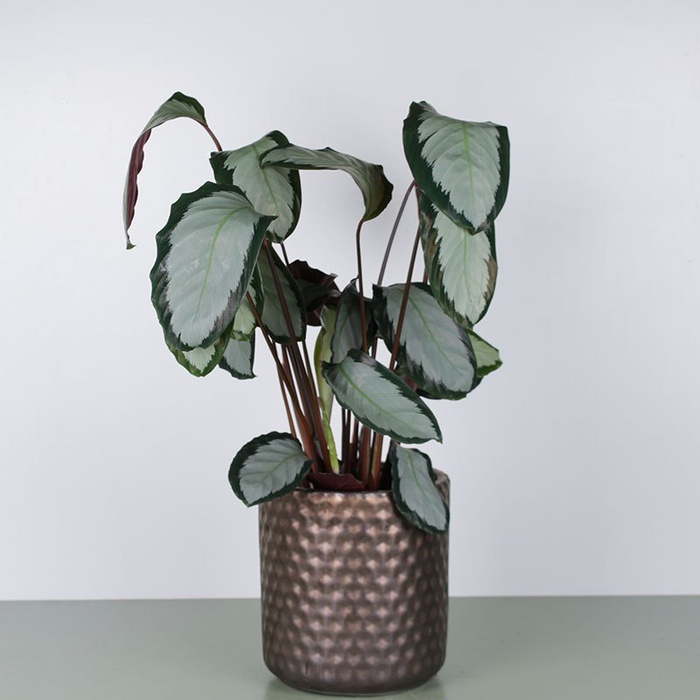 Калатея мікс у горщику