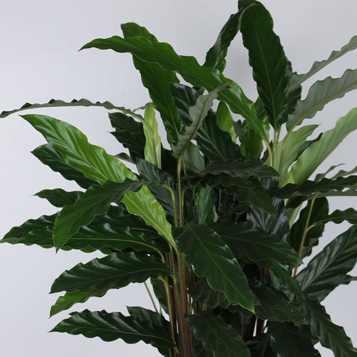 Калатея мікс у горщику