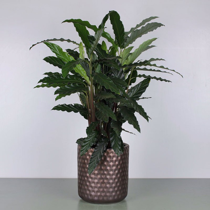 Калатея мікс у горщику