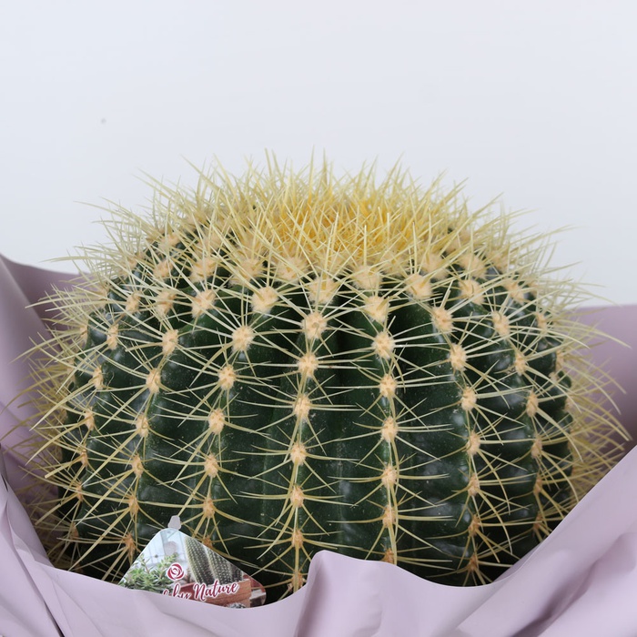 Кактус у подарунковій упаковці