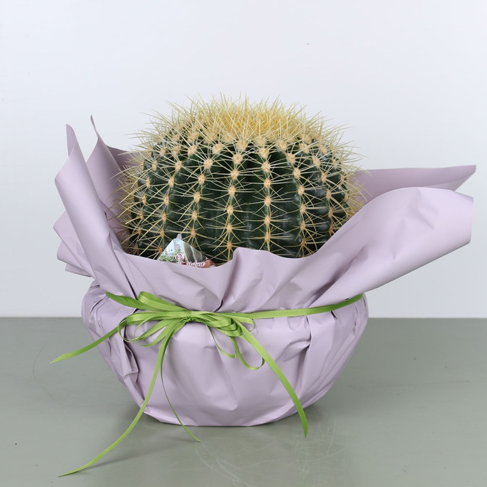 Кактус у подарунковій упаковці