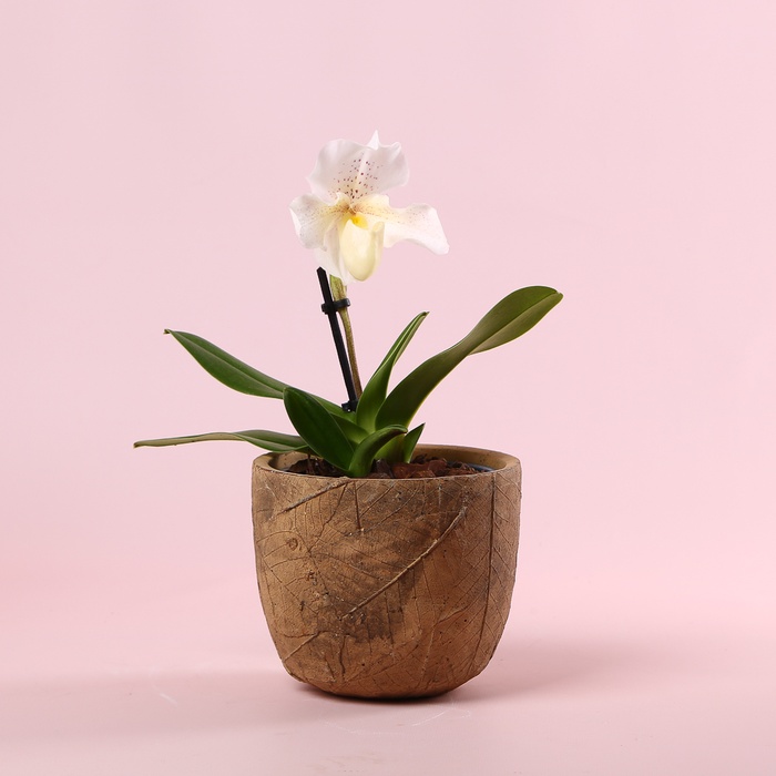 Орхідея пафиопедилум в горщику