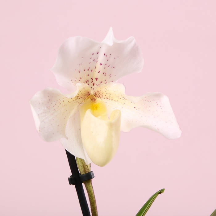 Орхідея пафиопедилум в горщику