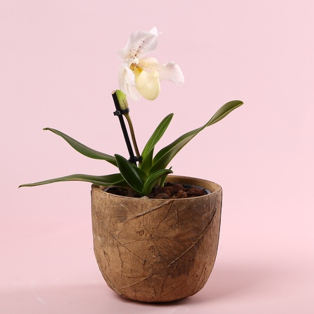 Орхідея пафиопедилум в горщику