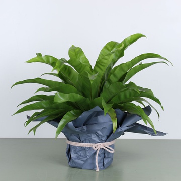 Аспленіум Nidus Air So у горщику