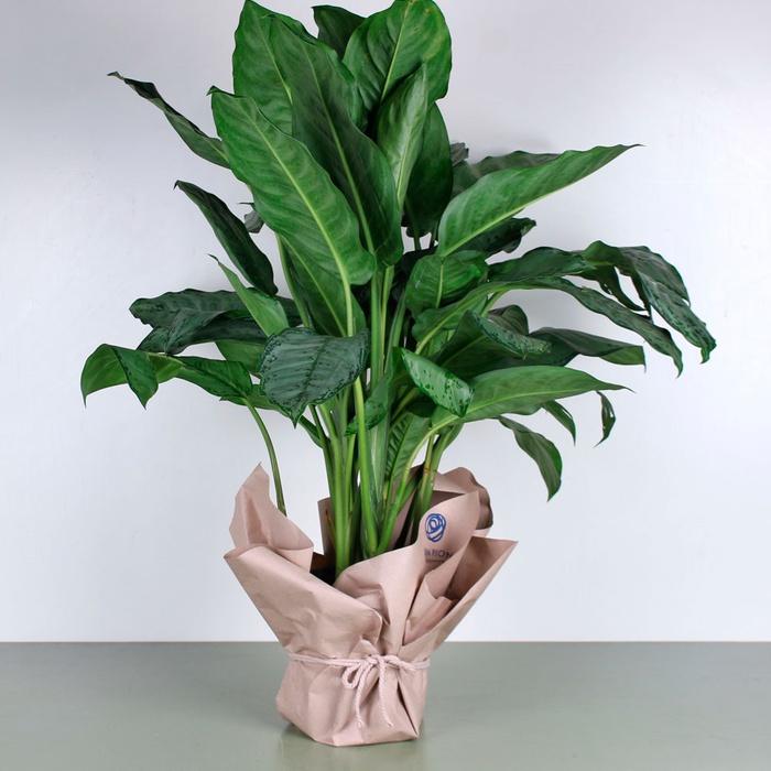 Аглаонема Freedman у горщику