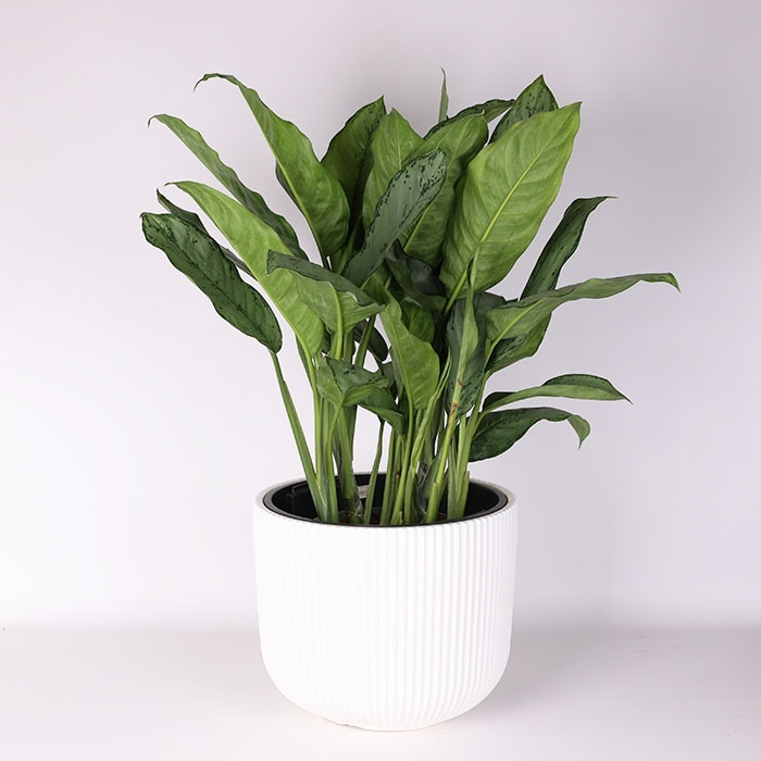 Аглаонема Freedman у горщику